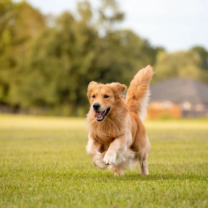 Maximizing Dog Training Equipment for Small Yard Retrievers