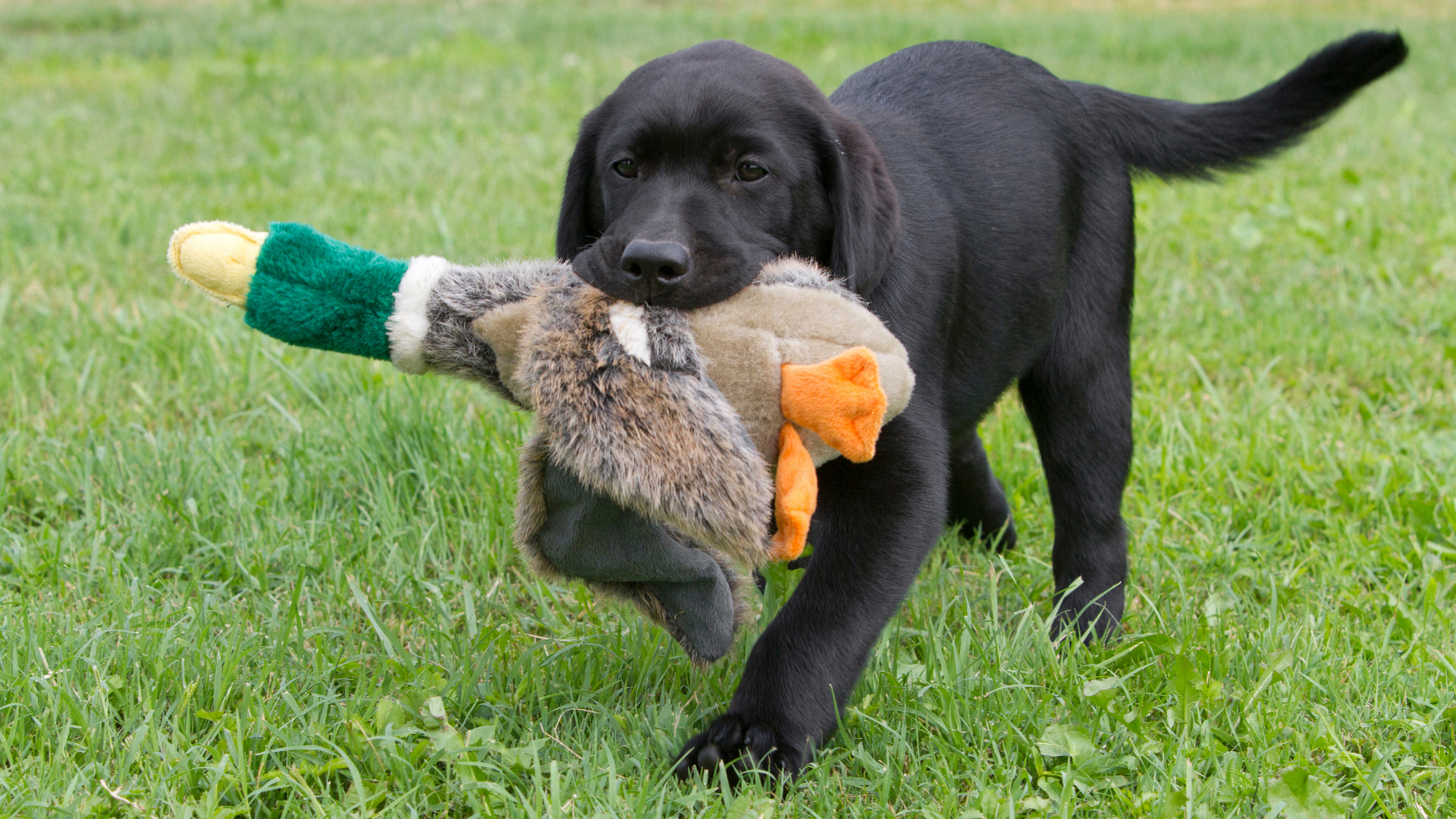 Puppy Training 101: 5 Essential Commands Every Dog Should Know