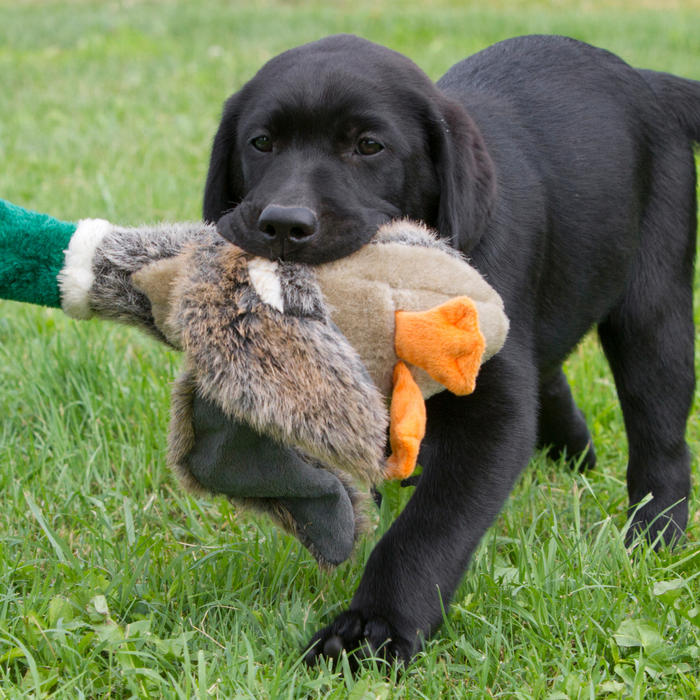 Puppy Training 101: 5 Essential Commands Every Dog Should Know