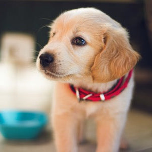 Retriever puppy sitting beside an orange training bumper in a grassy field