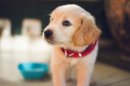 Retriever puppy sitting beside an orange training bumper in a grassy field