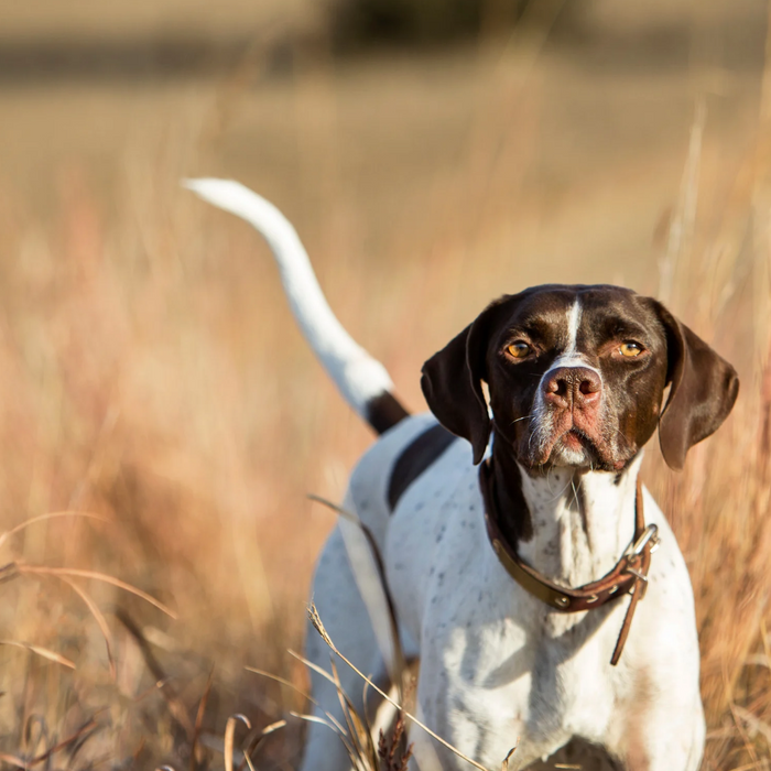 Rethinking Dog Bells for Upland Hunts and Thick Cover Safety