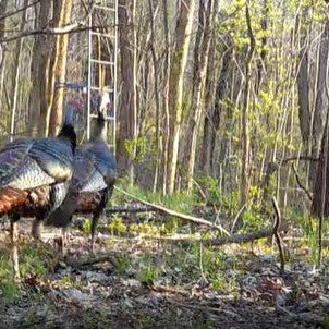 Scouting Spring Gobblers with a WiseEye Trail Camera