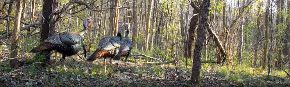 Scouting Spring Gobblers with a WiseEye Trail Camera