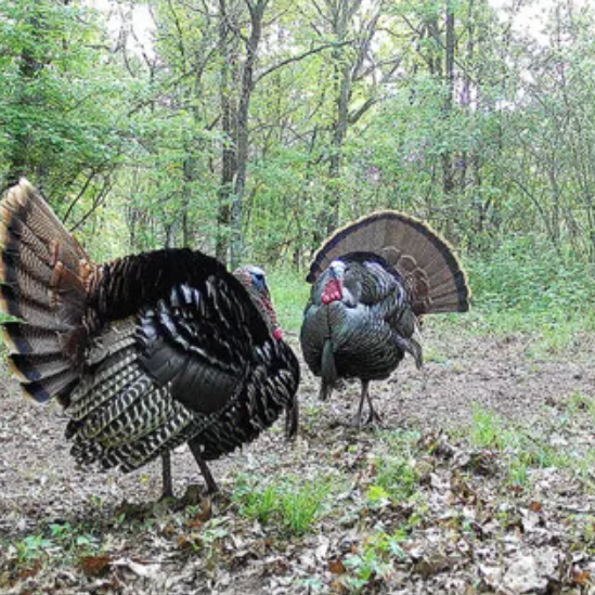 Using Cuddeback Trail Cameras for Hunting: A Beginner's Guide