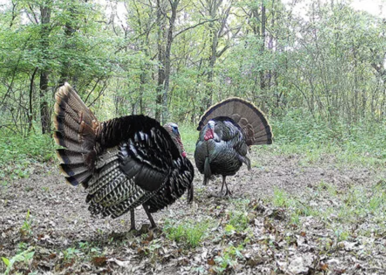 Using Cuddeback Trail Cameras for Hunting: A Beginner's Guide