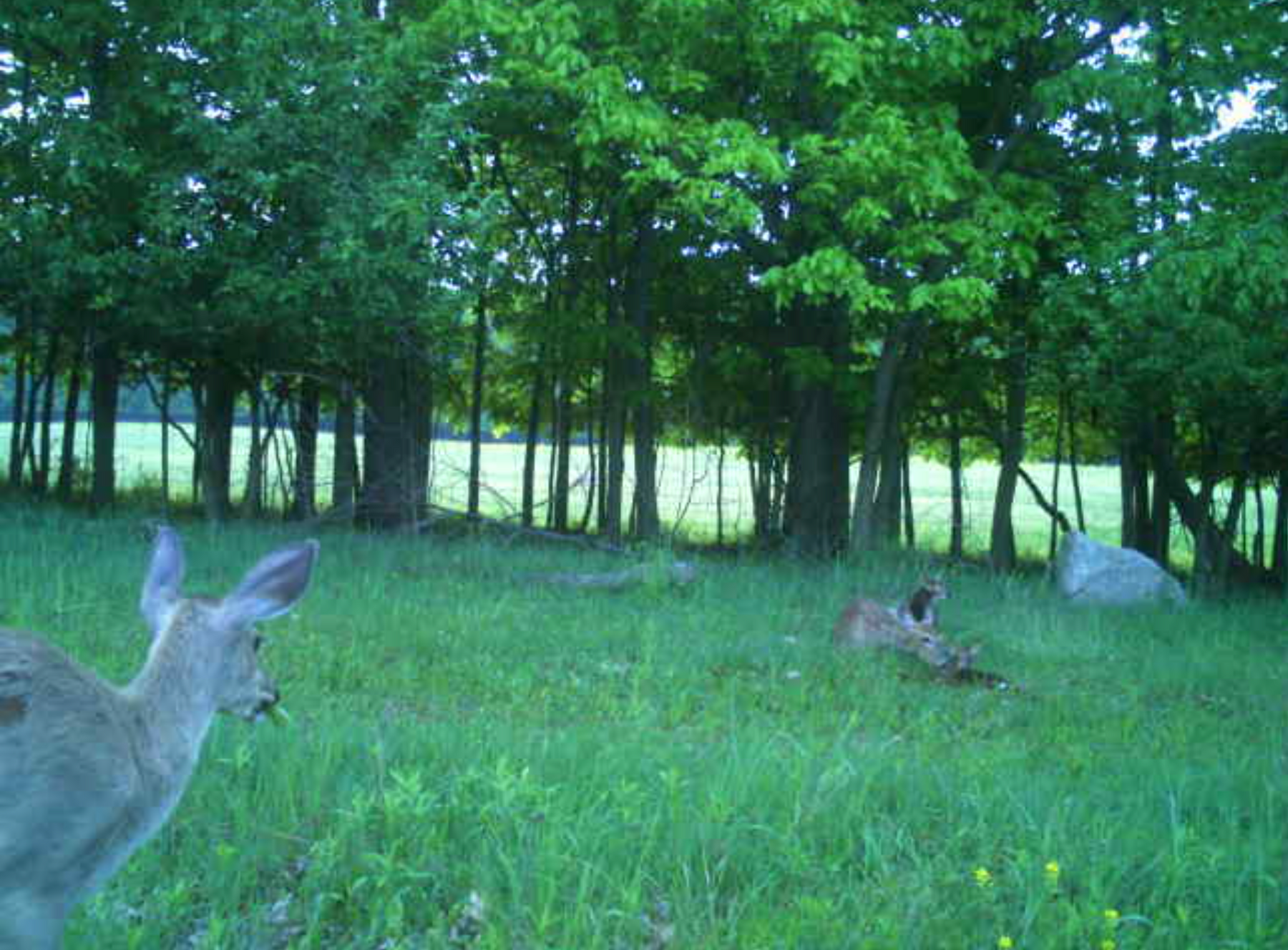 Maximizing Your Wildlife Photography with the Cuddeback Trail Camera