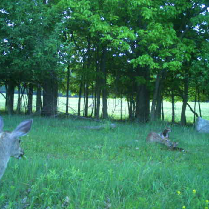 Maximizing Your Wildlife Photography with the Cuddeback Trail Camera