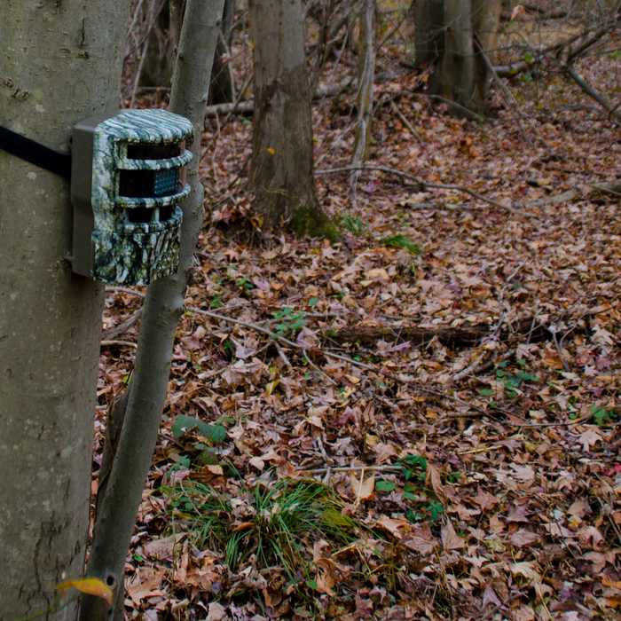 Setting Up Your Trail Camera: 5 Best Tips for Optimal Placement