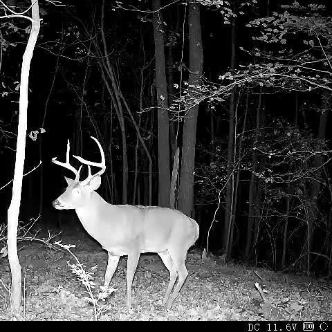 Using trail cameras all year makes you a better hunter