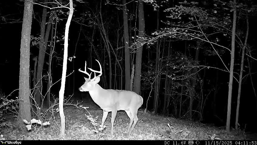 Using trail cameras all year makes you a better hunter