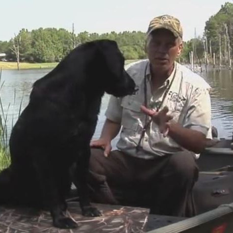 gundog training in the summer