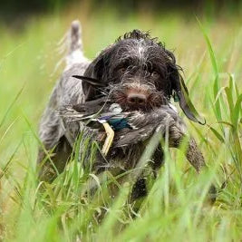 Wirehaired-Pointing-Griffon-hunting