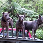 How to Hunting Deer with a Dog Effectively