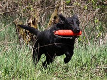 Gun Dog Training – In General