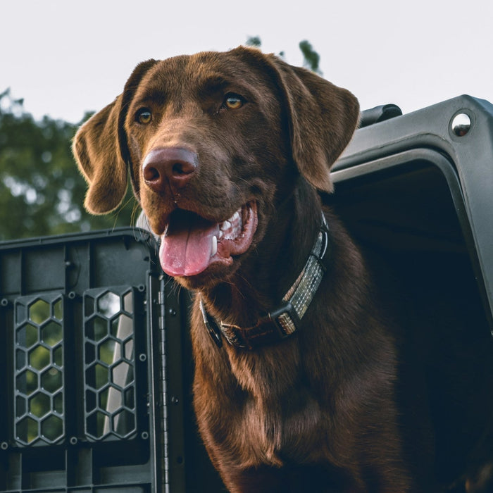Travel Dog Crate