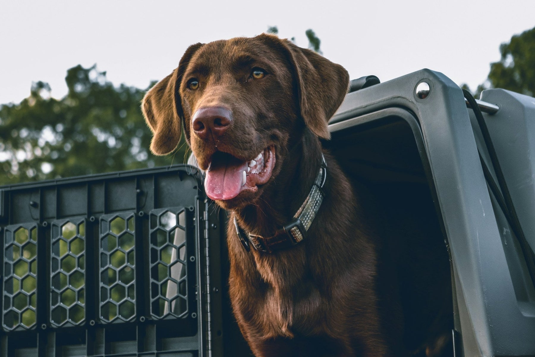 Travel Dog Crate