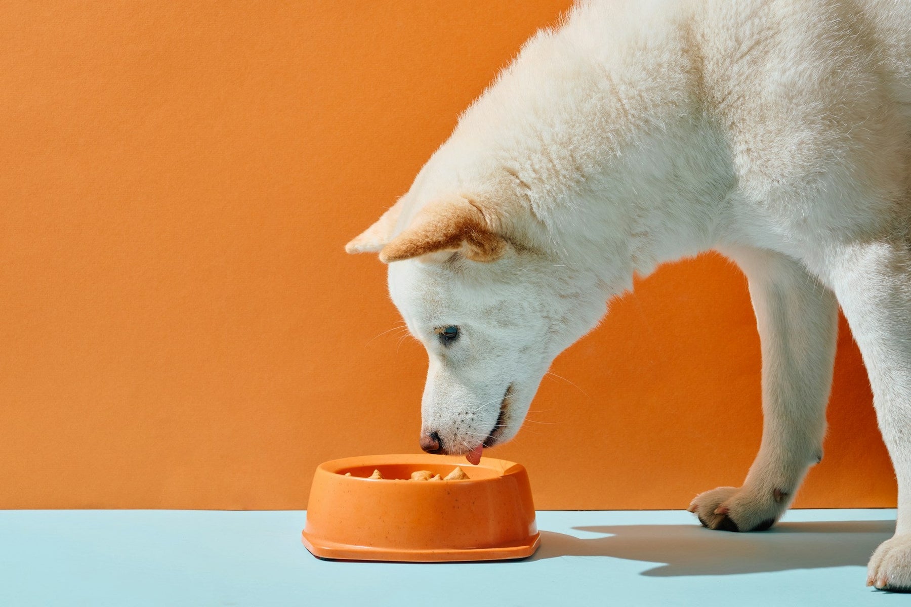 Hunting Dog Supplements