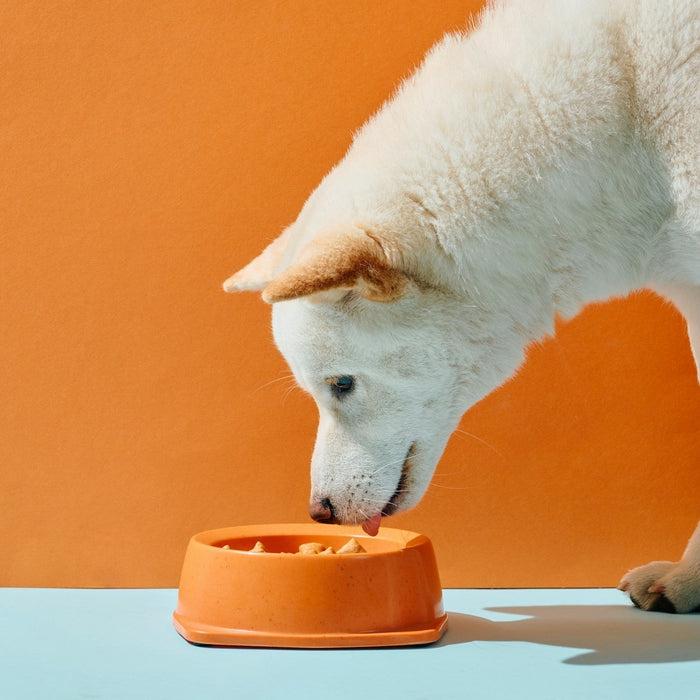 Hunting Dog Supplements