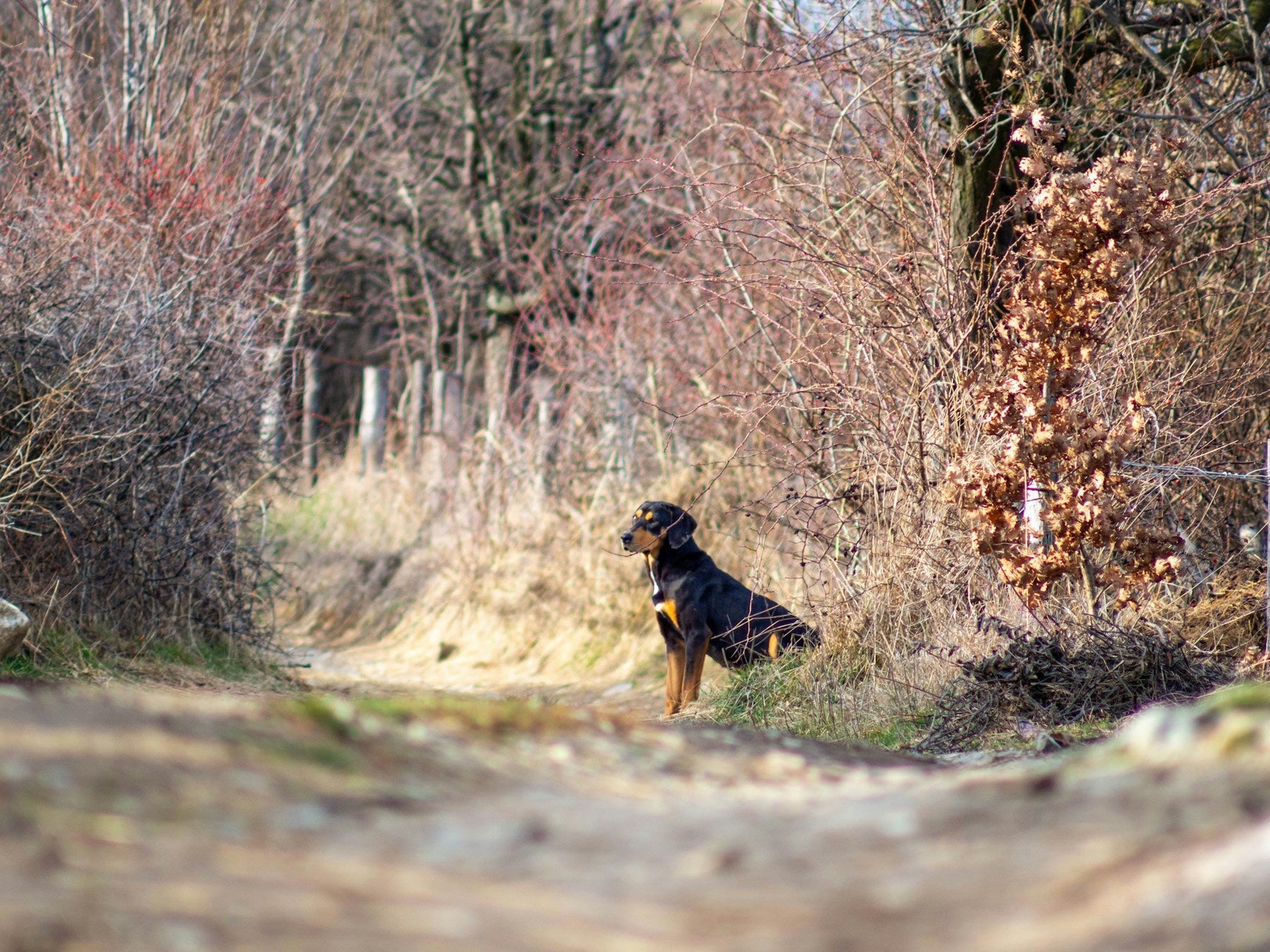 hunting dog