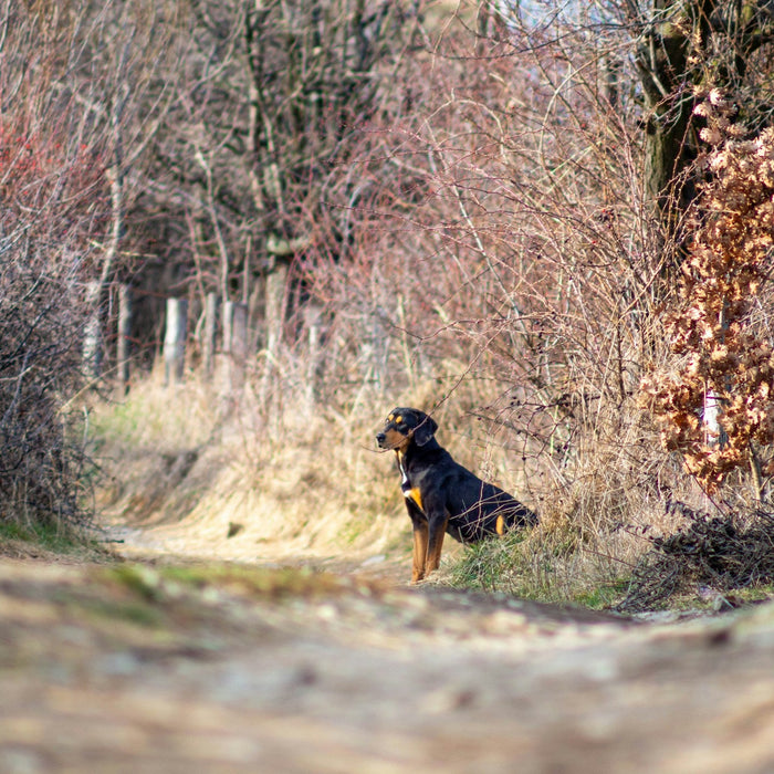hunting dog