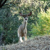 Beginners Tips for Deer Hunting