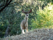 Beginners Tips for Deer Hunting