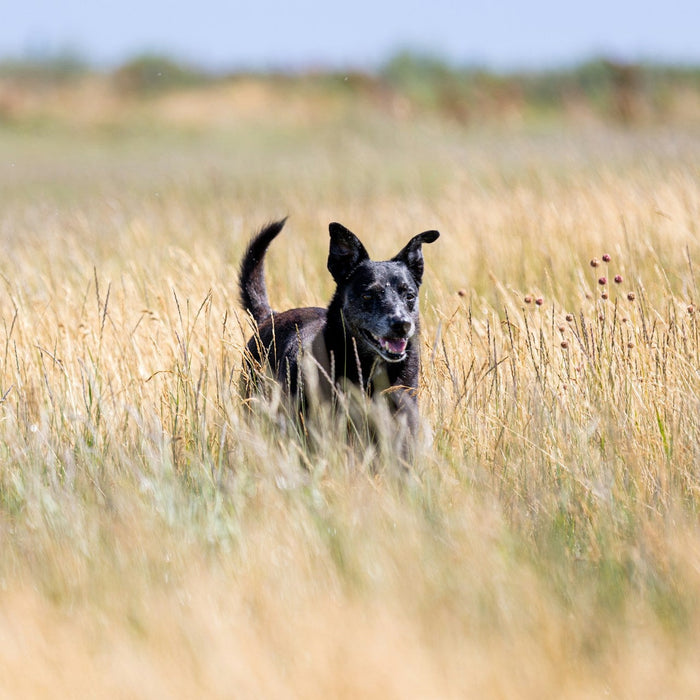 Hunting Dog