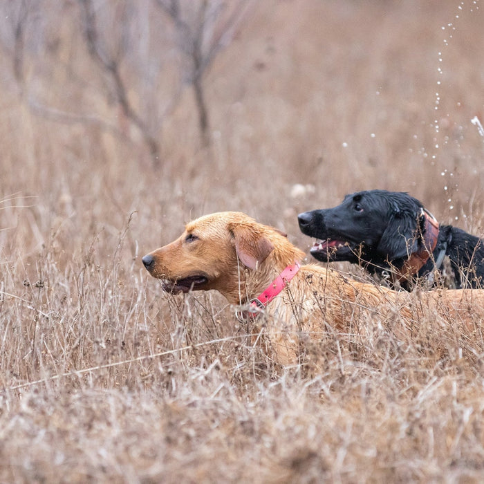 Hunting Dog