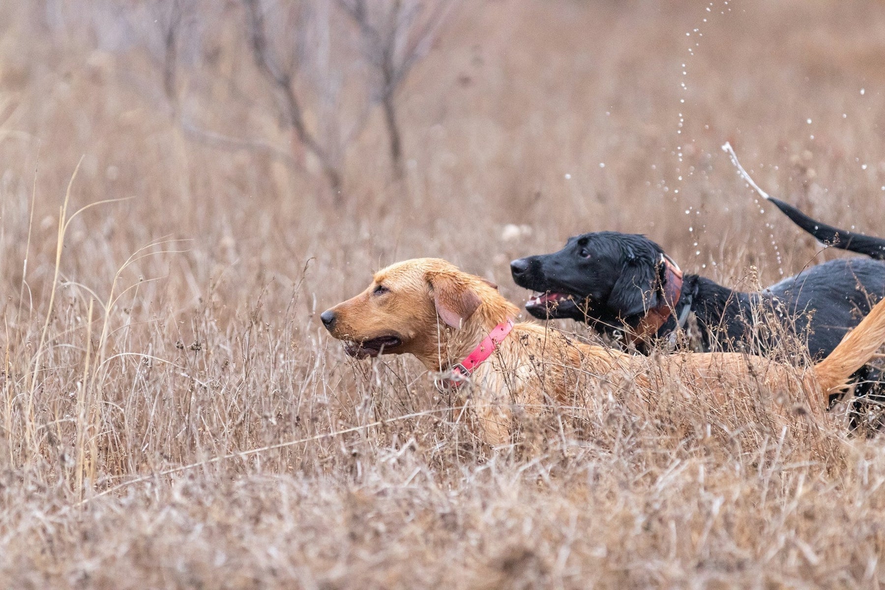 Hunting Dogs