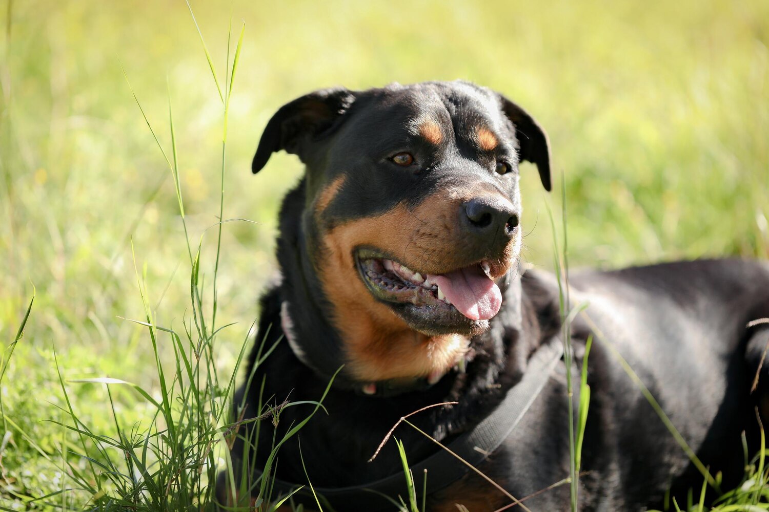 Hunting Dog