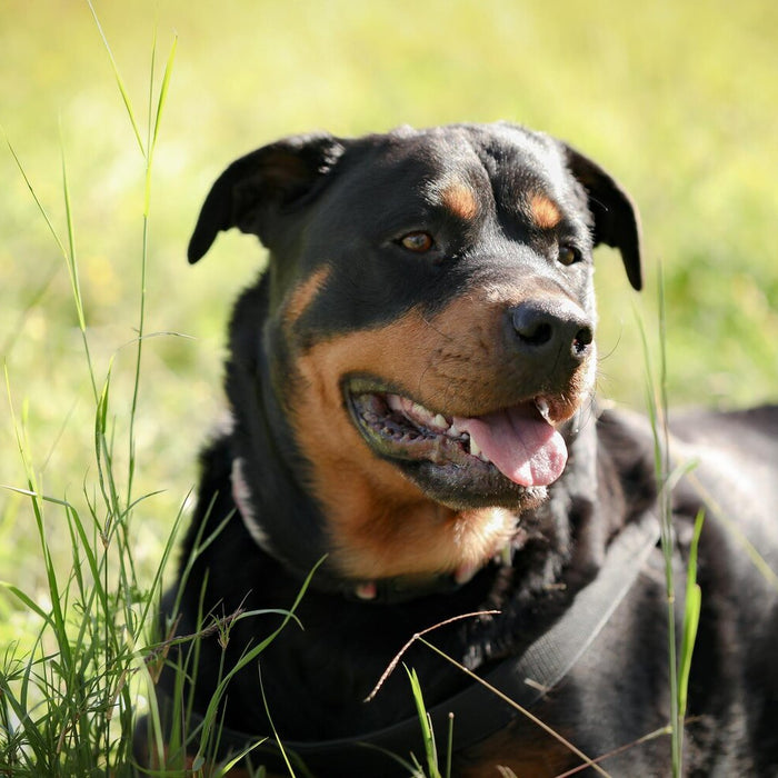 Hunting Dog