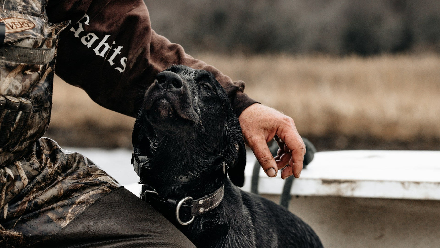Hunting Dog