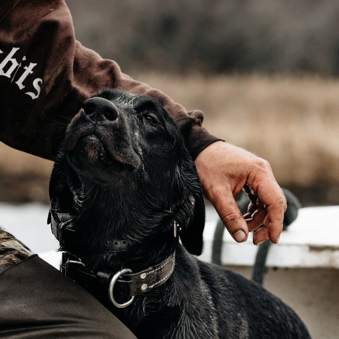Hunting Dog