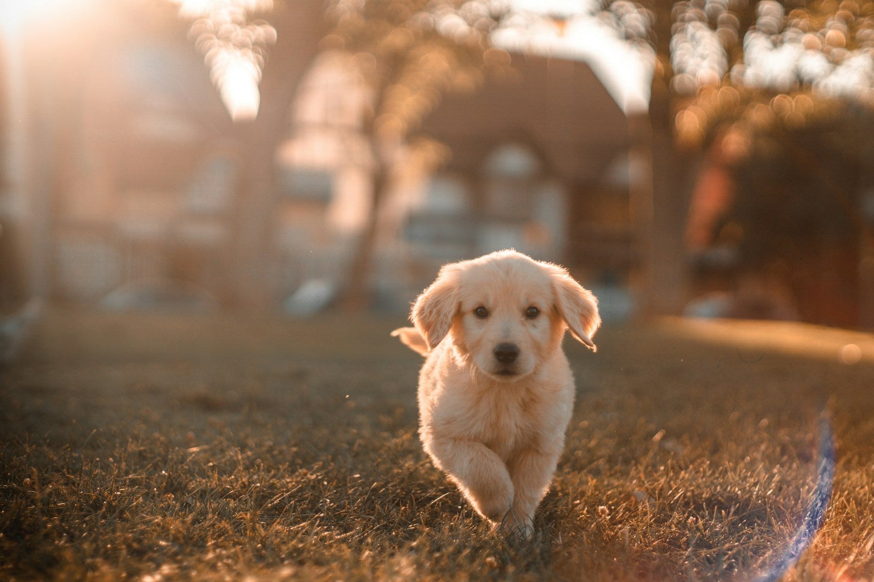 Puppy Retriever Training