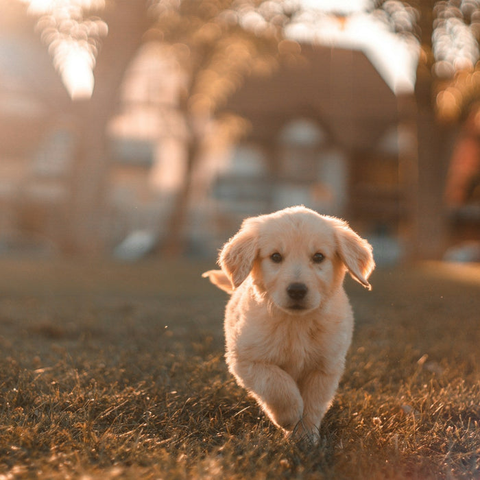 Puppy Retriever Training