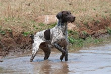 What is a Versatile Hunting Dog?