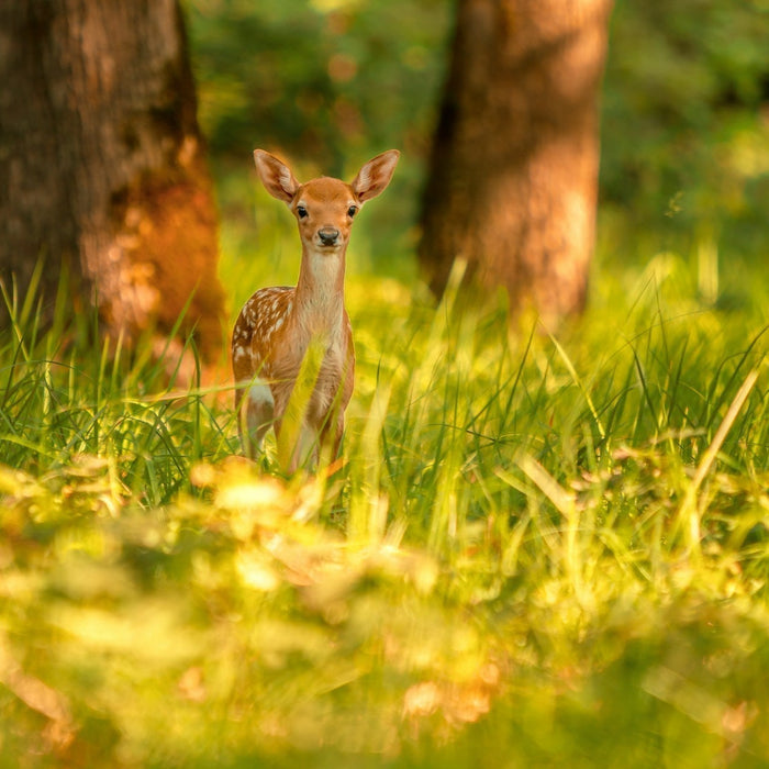 deer hunting
