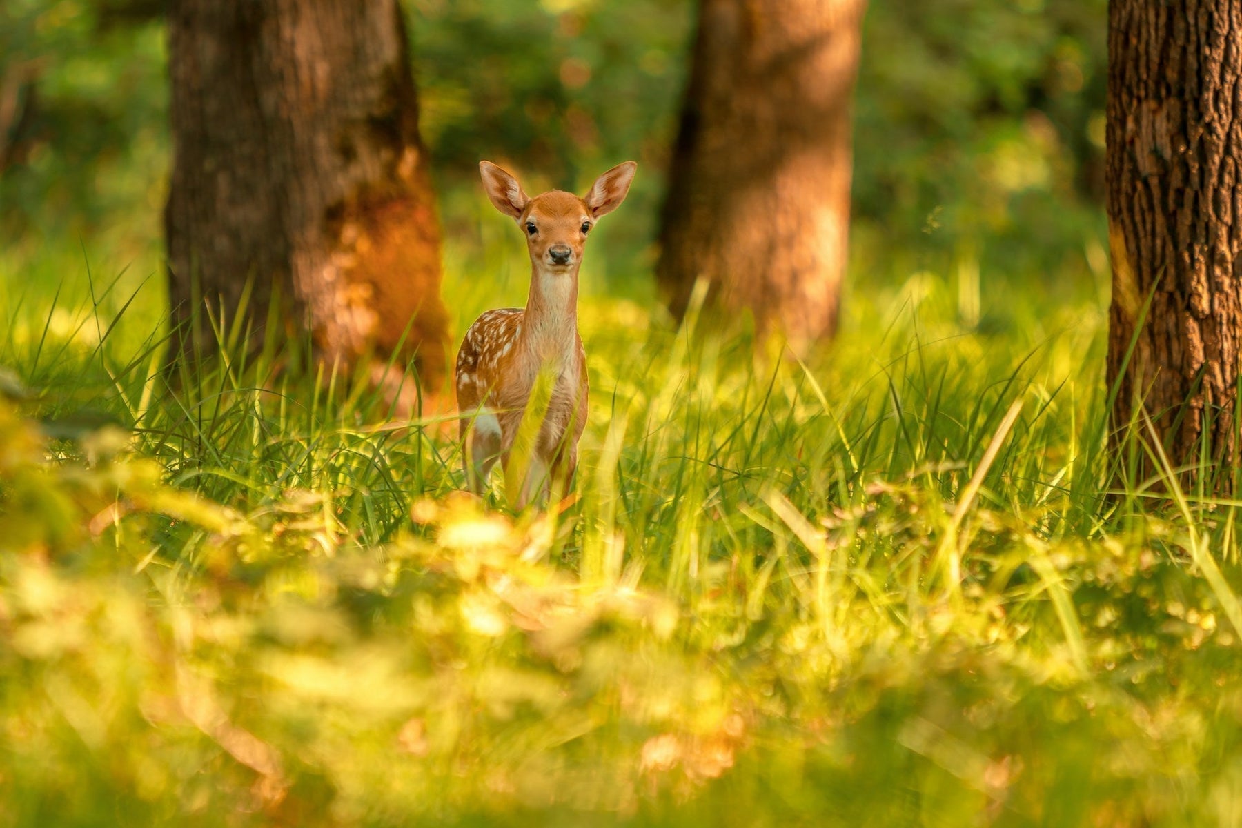 deer hunting