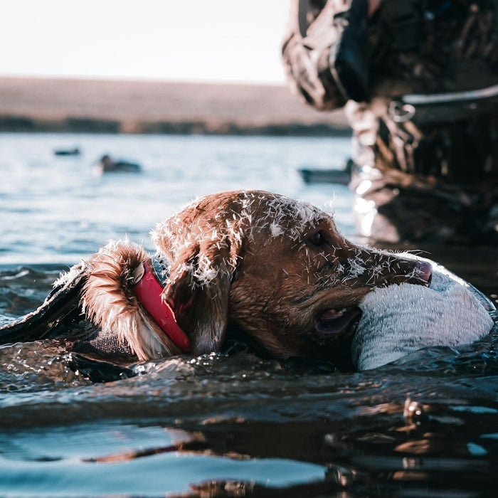 Duck Hunting