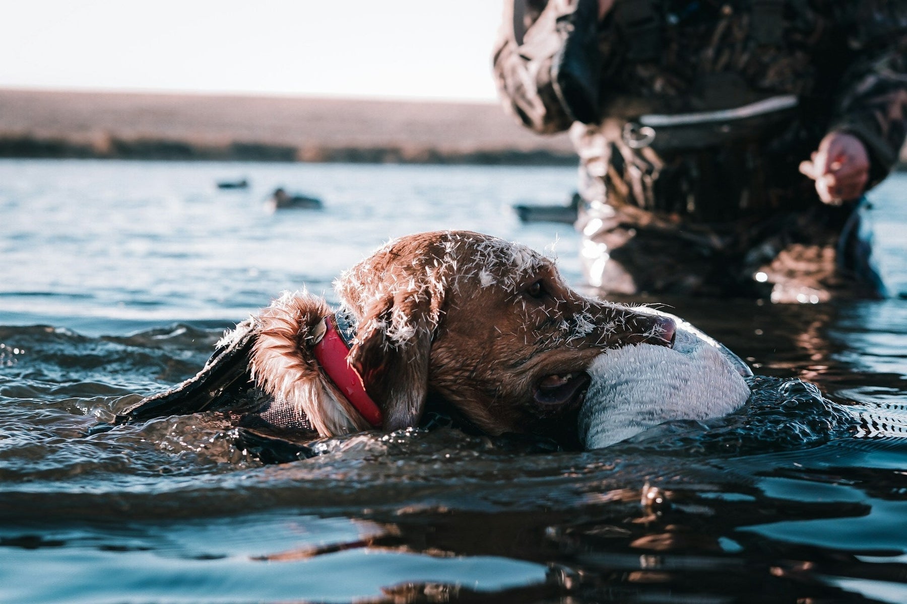 Duck Hunting