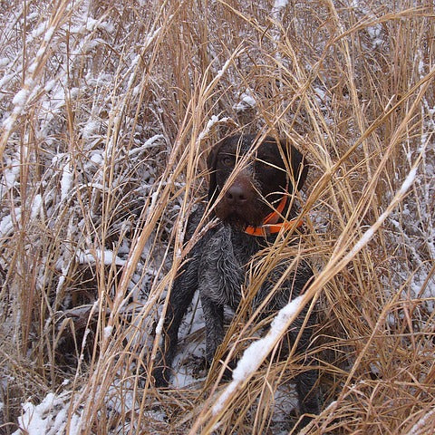 Teaching a dog to Quarter in the Field