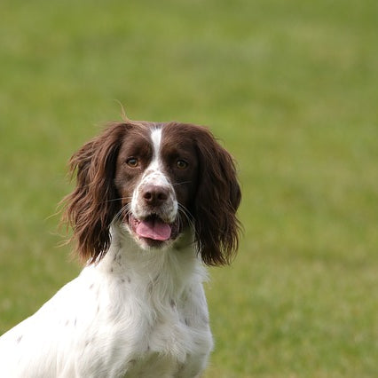 Gun Dog Clubs