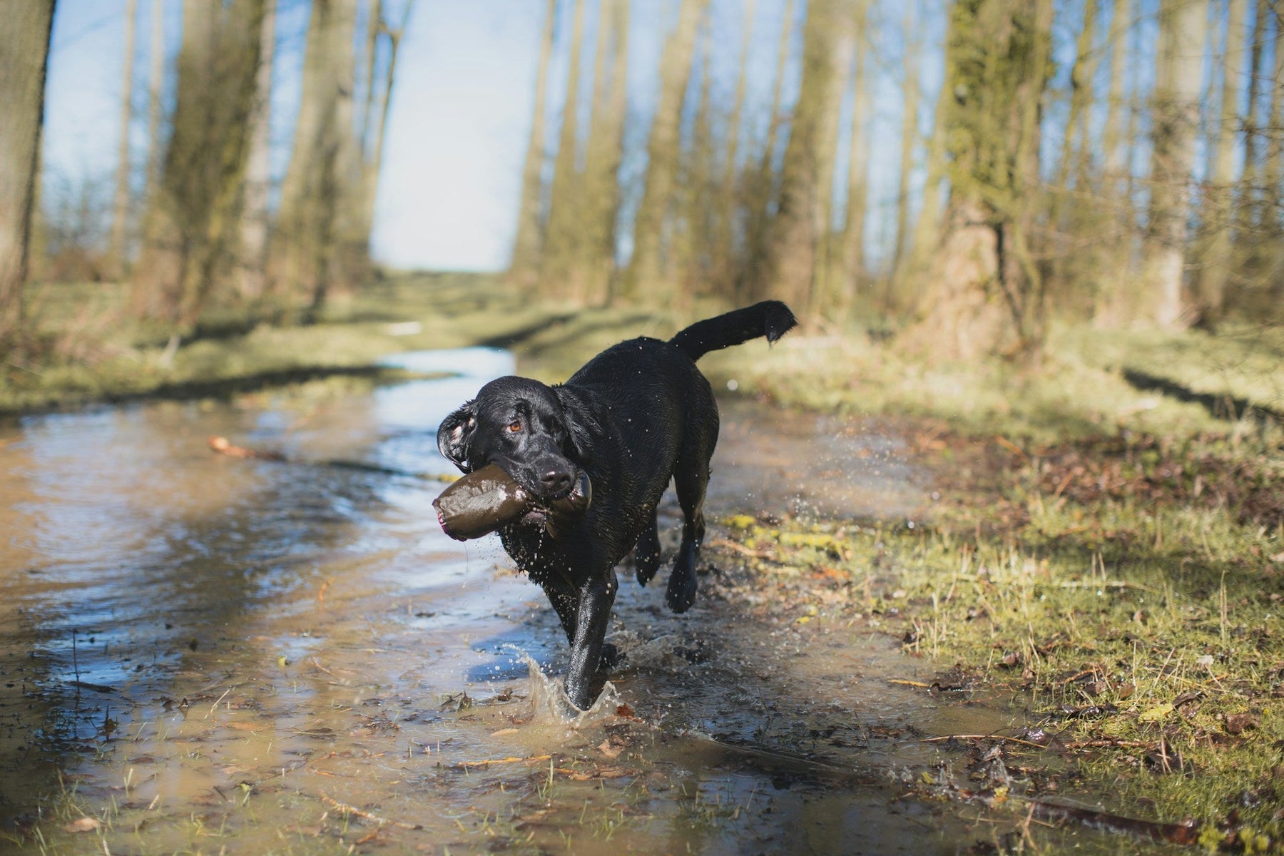 Deciding on a Hunting Dog GPS Tracker Before Big Trip Season