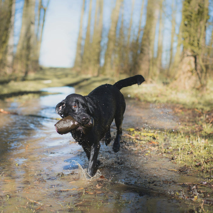 Deciding on a Hunting Dog GPS Tracker Before Big Trip Season