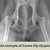 OFA Certification and Hip Dysplasia