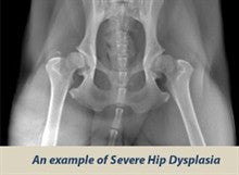 OFA Certification and Hip Dysplasia