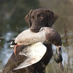 Getting Your Puppy to Retrieve - Conditioning at an Early Age