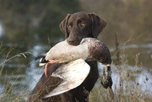 Getting Your Puppy to Retrieve - Conditioning at an Early Age