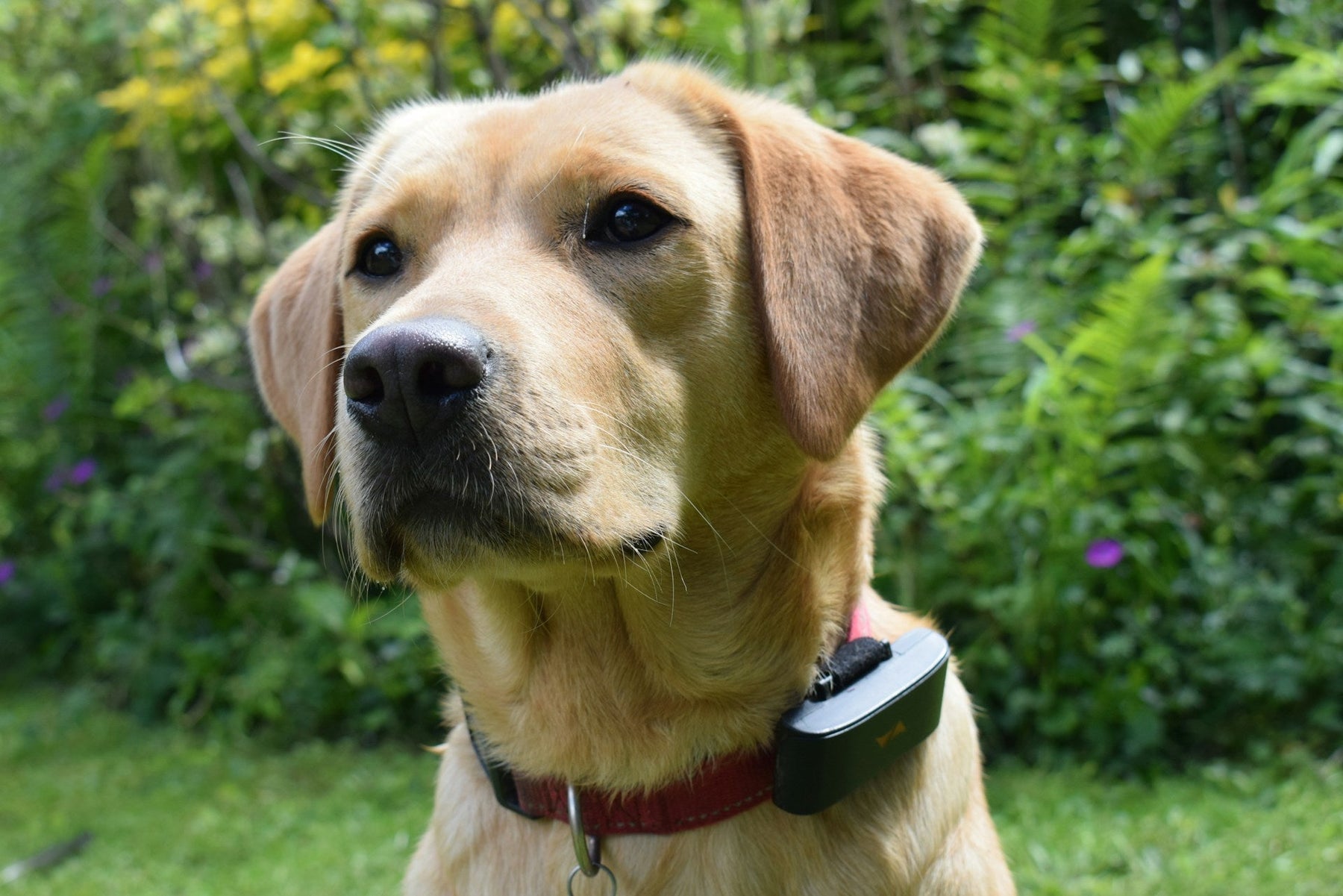 Dog GPS Tracker